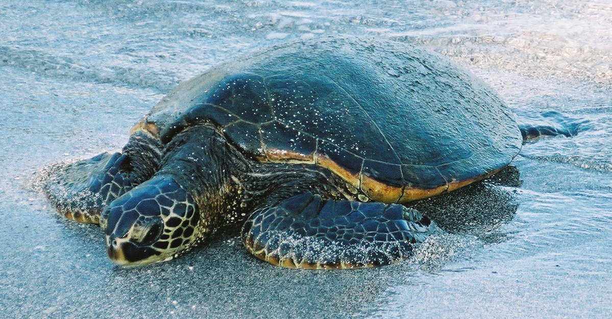 Honu - Schildkröte